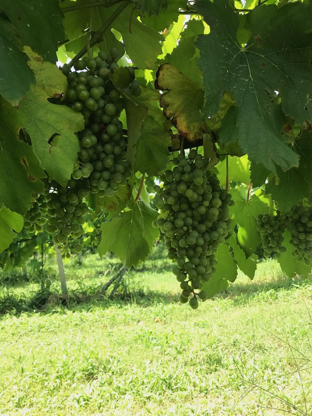 Grapes at Mainstay Farms